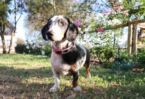 BGM Argentine Dog Collar Corazon - Image 3