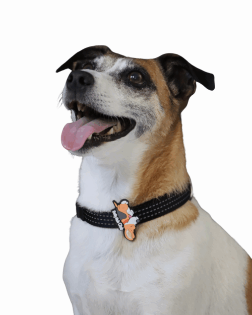 Pet Accessory - Belly Rub Club - Image 3