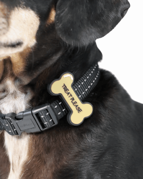 Pet Accessory - Treat Please - Image 2
