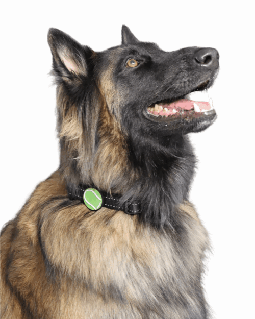 Pet Accessory - Tennis Ball - Image 3