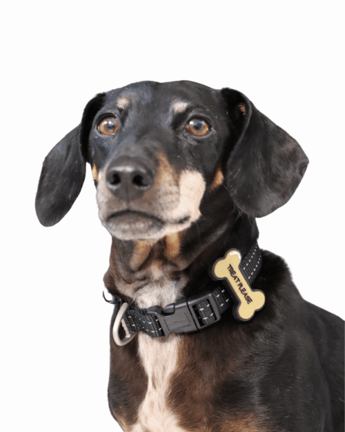 Pet Accessory - Treat Please - Image 3