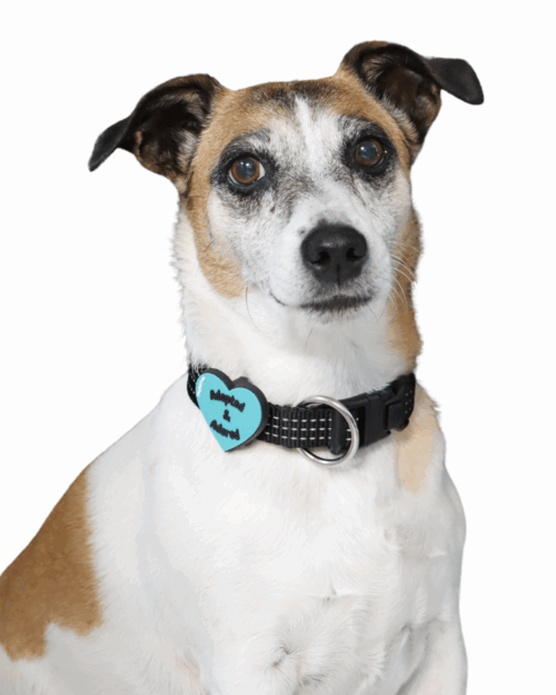 Pet Accessory - Adopted & Adored Blue Heart - Image 3