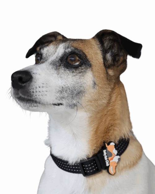 Pet Accessory - Belly Rub Club - Image 4