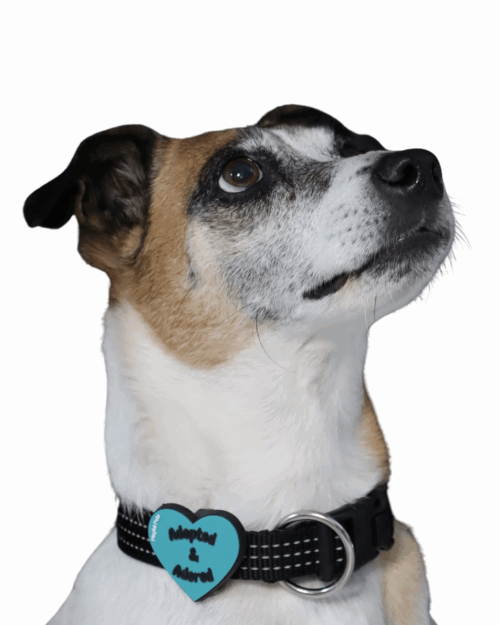 Pet Accessory - Adopted & Adored Blue Heart - Image 4