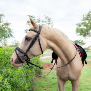 Unicorn Tack Anatomic Flash Bridle Black