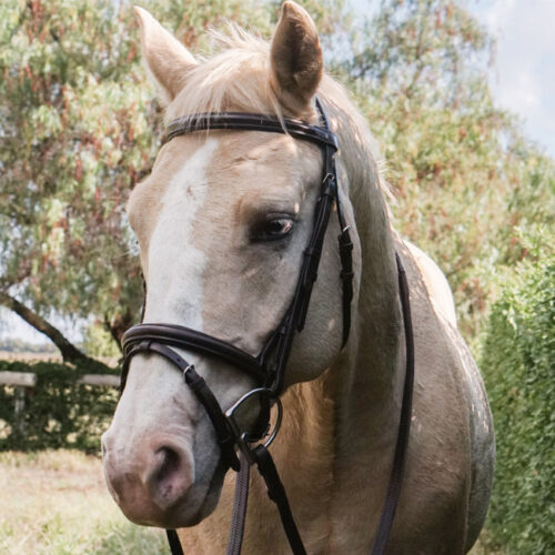 Unicorn Tack Flash Bridle with Reins Brown - Image 2