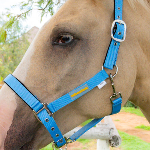 Unicorn Tack Headcollar & Rope Light Blue - Image 2
