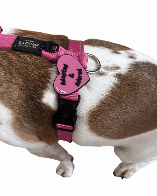 Pet Accessory - Adopted & Adored Pink Heart - Image 4