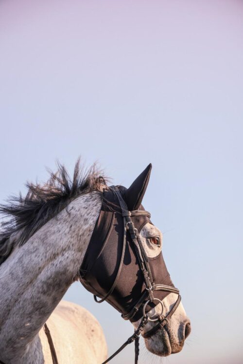 Equus Ferus Hoody - Image 2