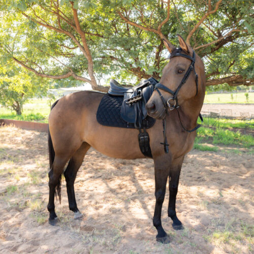 Unicorn Tack High Wither Dressage Saddlepad Black - Image 2