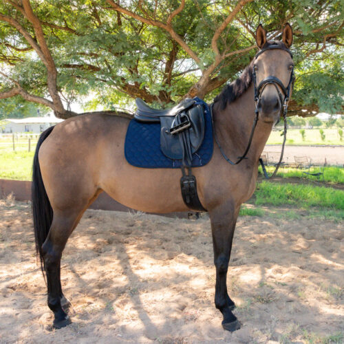 Unicorn Tack High Wither Dressage Saddlepad Navy - Image 3
